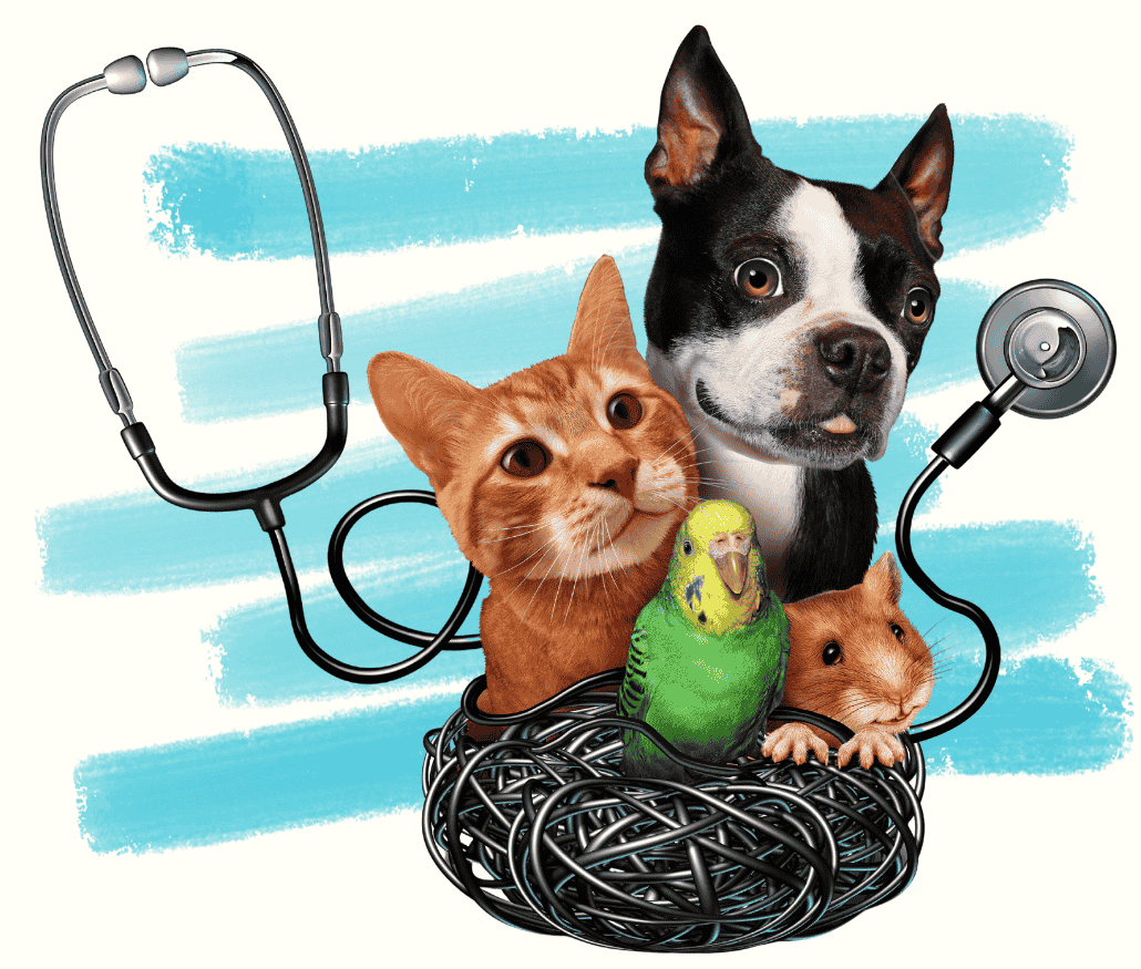 Group of pets including dog, cat, parrot, and hamster with a stethoscope – veterinary concept