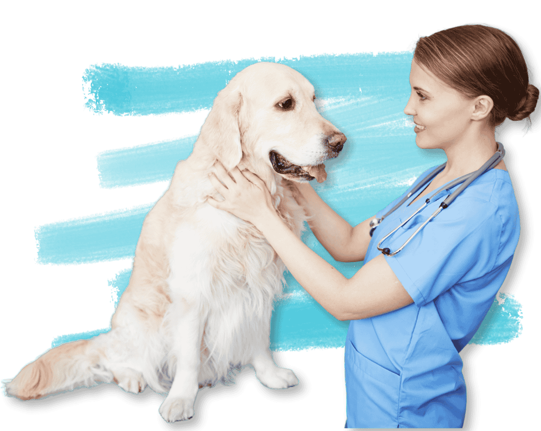 Veterinarian examining golden retriever with stethoscope on transparent background